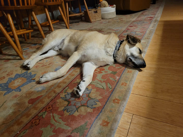 chinook dog